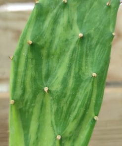 opuntia-cochenillifera-variegata