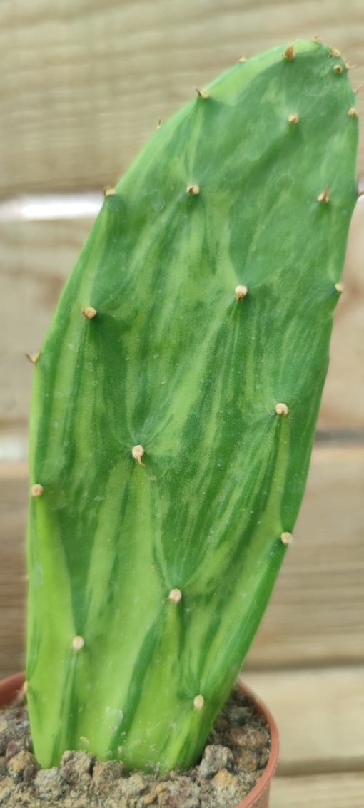 opuntia-cochenillifera-variegata