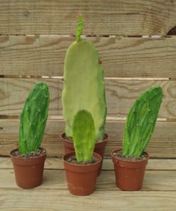 opuntia-cochenillifera-variegata