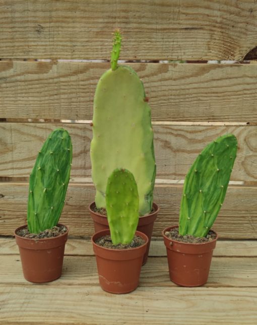 opuntia-cochenillifera-variegata