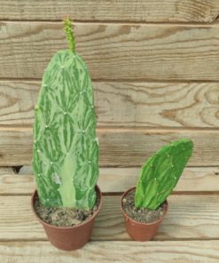 opuntia-cochenillifera-variegata