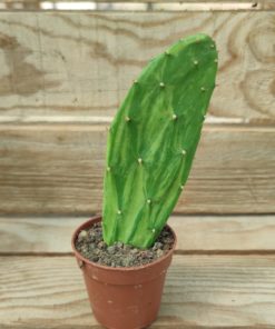 opuntia-cochenillifera-variegata