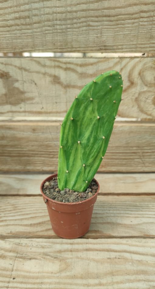 opuntia-cochenillifera-variegata