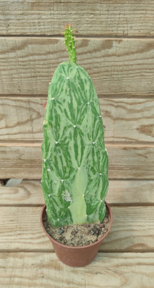 opuntia-cochenillifera-variegata