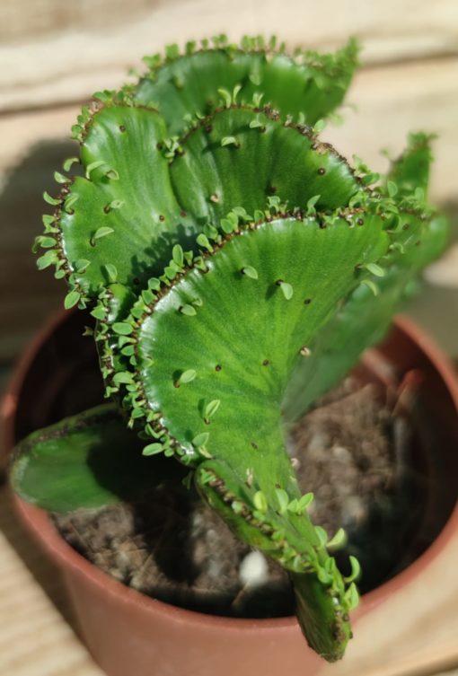 euphorbe-leucodendron-cristata