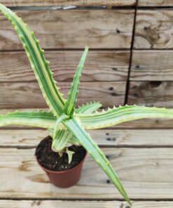 Aloe arborescens variegata