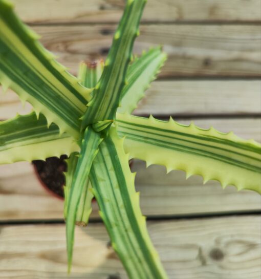 Aloe arborescens variegata