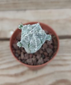 Astrophytum myriostigma cv. huboki