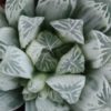 Haworthia cooperi pilifera variegata