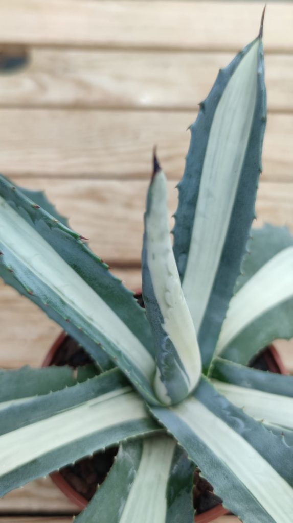 Agave Americana Taille Adulte