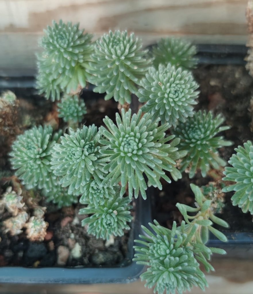 Sedum Multiceps Succulentes Et Jolies Plantes