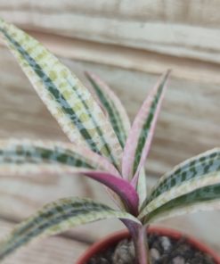 scilla violacea variegata