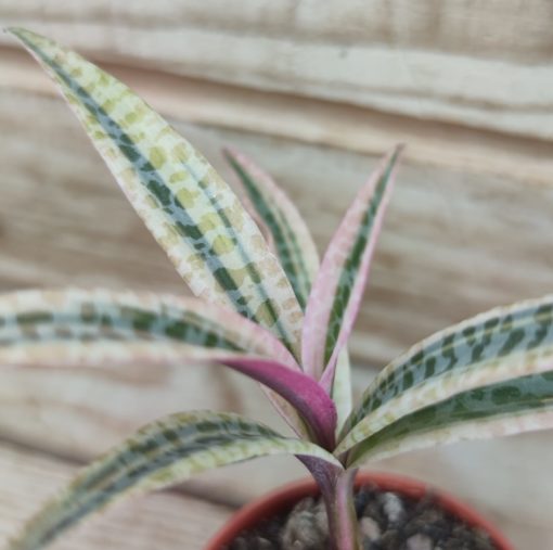 scilla violacea variegata
