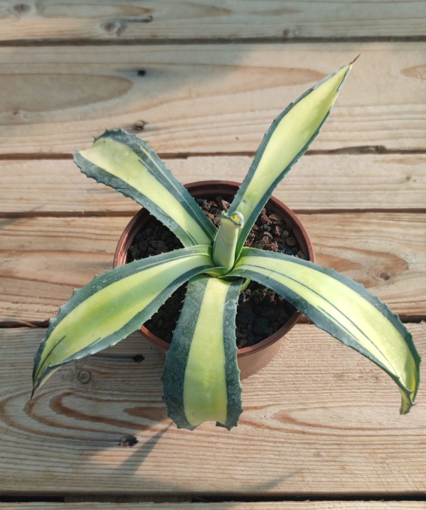 Plante Succulente Artificielle Agave Attenuata MASTIA En Pot Décoratif