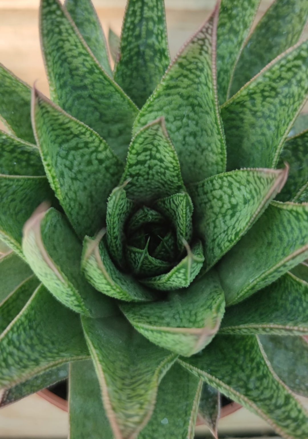 Gasteria Gasteria D'tiga | Succulentes et jolies plantes