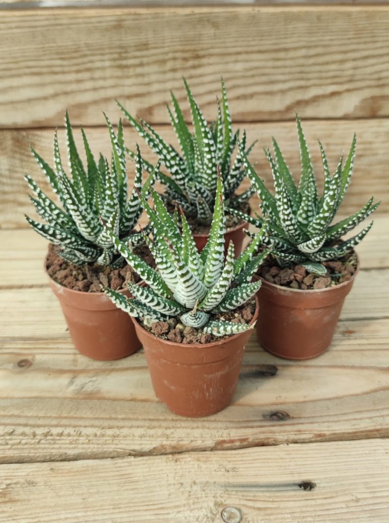 Planta Suculenta De Interior Haworthia Big Band, ¡3 Tamaños! - España