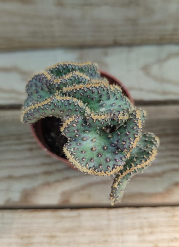 Opuntia tuna cristata Succulentes et jolies plantes