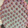Opuntia hybride