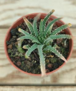 Aloe boweia