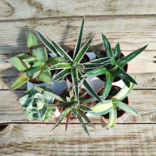 Mix agaves