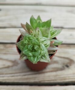 Haworthia Cymbiformis Planifilolia variegata