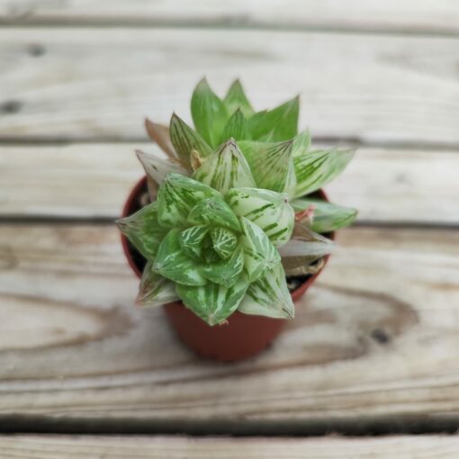 Haworthia Cymbiformis Planifilolia variegata