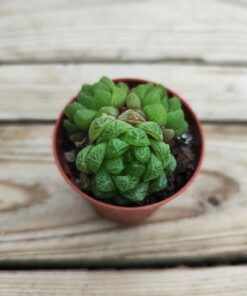 Haworthia Cymbiformis obtusa