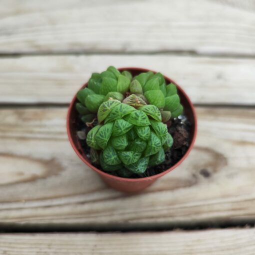 Haworthia Cymbiformis obtusa