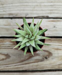 Haworthia fasciata variegata (blanche)