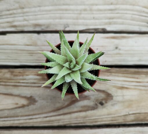 Haworthia fasciata variegata (blanche)