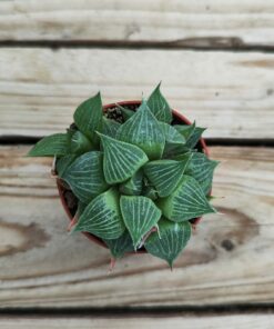 Mix haworthia