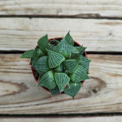 Mix haworthia