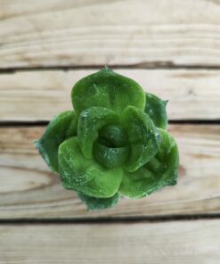 Haworthia Cymbiformis Planifilolia