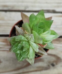 Haworthia Cymbiformis Planifilolia variegata