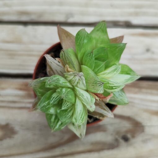 Haworthia Cymbiformis Planifilolia variegata