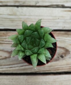 Haworthia mucronata polyphylla