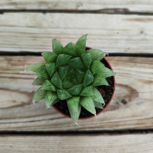 Haworthia mucronata polyphylla