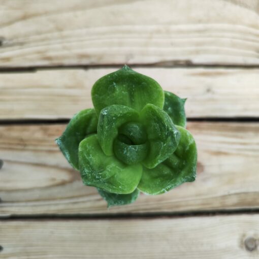 Haworthia Cymbiformis Planifilolia