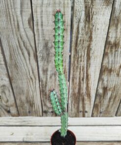 Euphorbia greenwayi