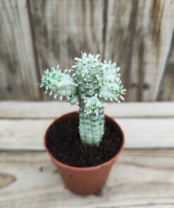 Euphorbia mammillaris variegata