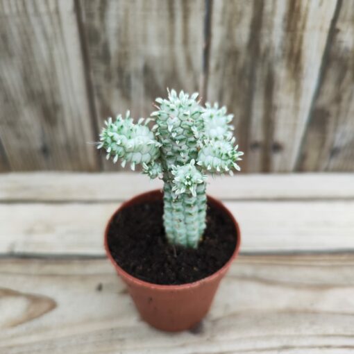 Euphorbia mammillaris variegata