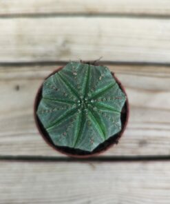 Euphorbia Obesa