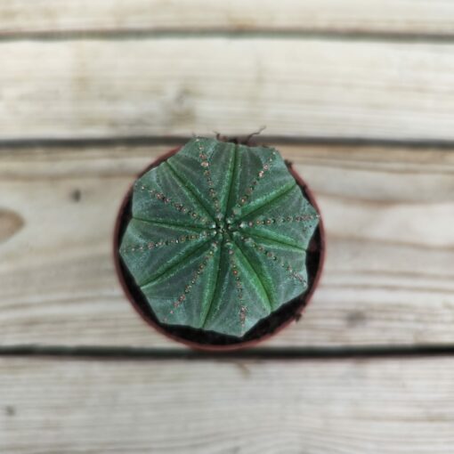 Euphorbia Obesa