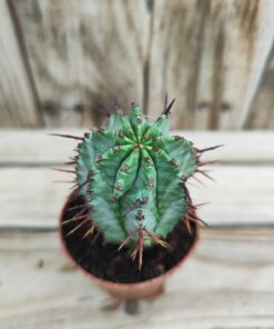 Euphorbia horrida