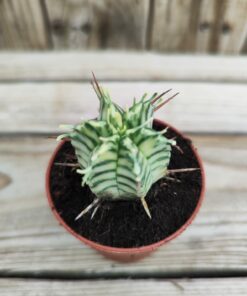 Euphorbia meloformis variegata