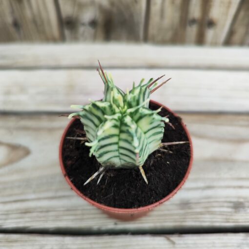 Euphorbia meloformis variegata