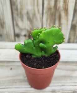 Euphorbia leucodendron cristata