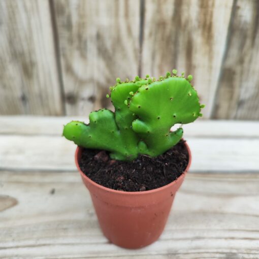 Euphorbia leucodendron cristata