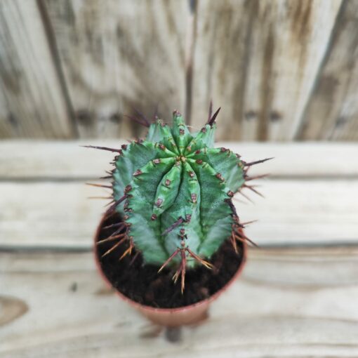 Euphorbia horrida