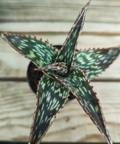 Aloe hemmingii